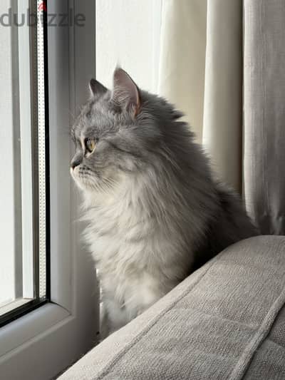 Cat for adoption