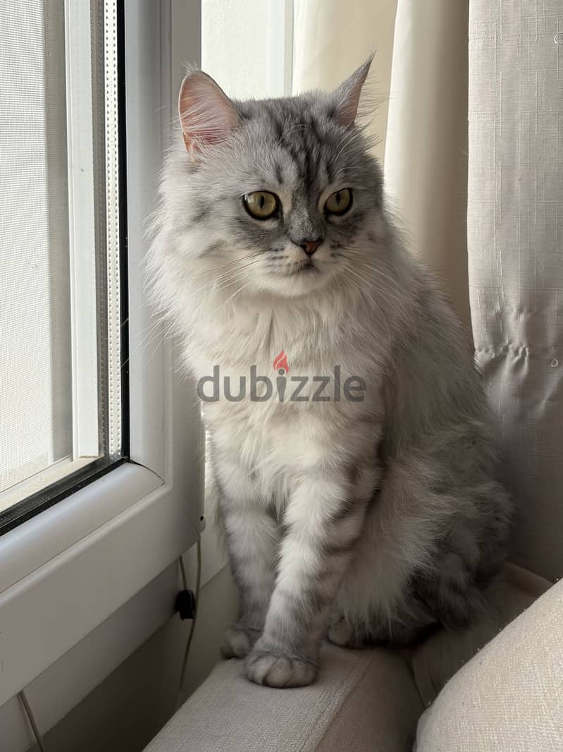 Cat for adoption 1
