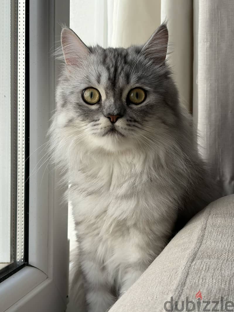 Cat for adoption 2