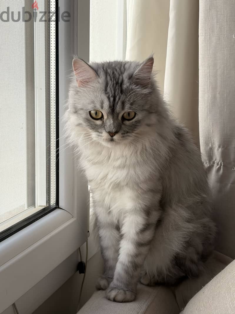 Cat for adoption 3
