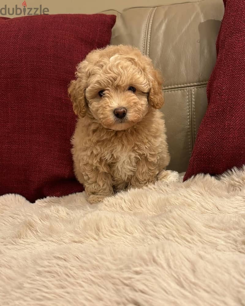 Maltipoo Puppy 1