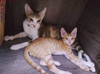 URGENTLY- FREE cats for adoption-Mother and son