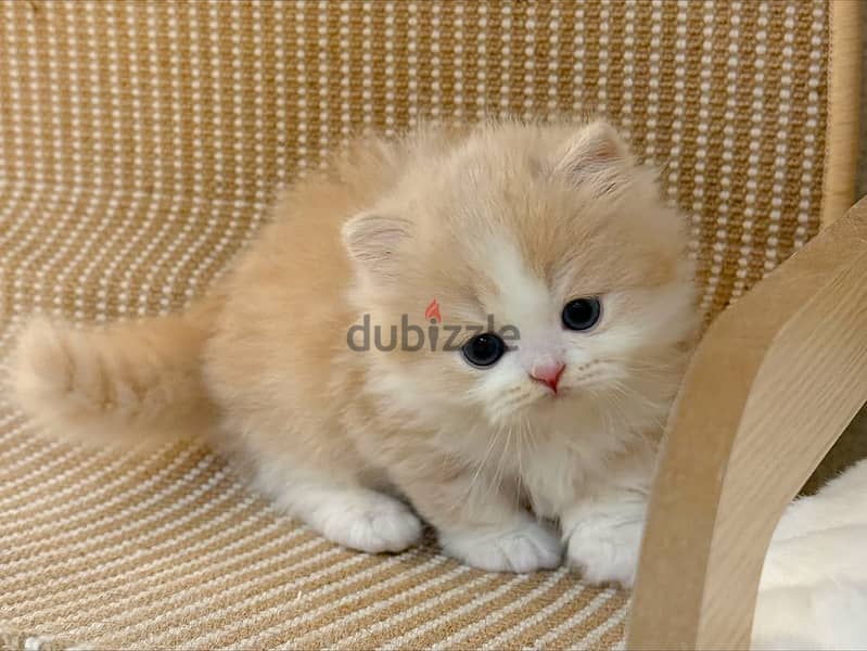 Munchkin Kitten 1