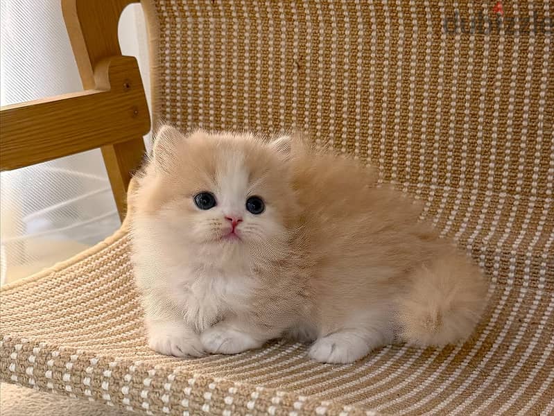 Munchkin Kitten 2