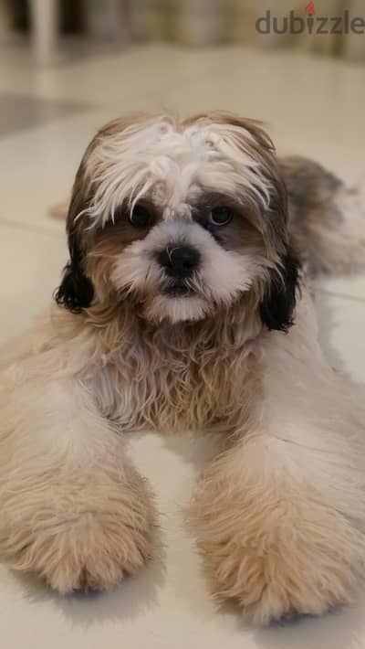 4-Month Male Tricolor Dog