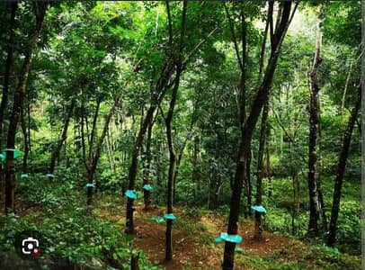 9 Acres of Rubber land for Sale, Kollam.