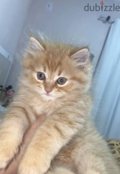 Persian Kitten Male