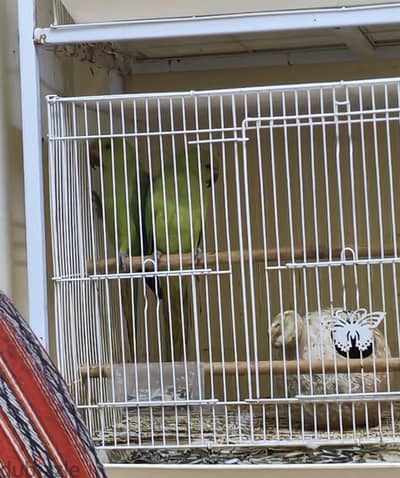 Parrot urgent sale