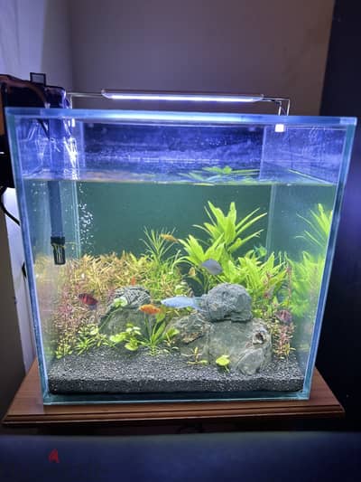 Fish Tank Planted