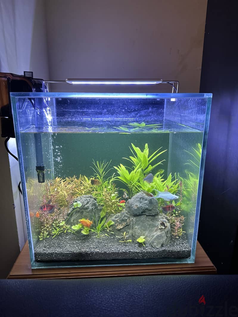 Fish Tank Planted 1