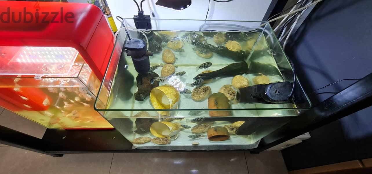 aquarium 1