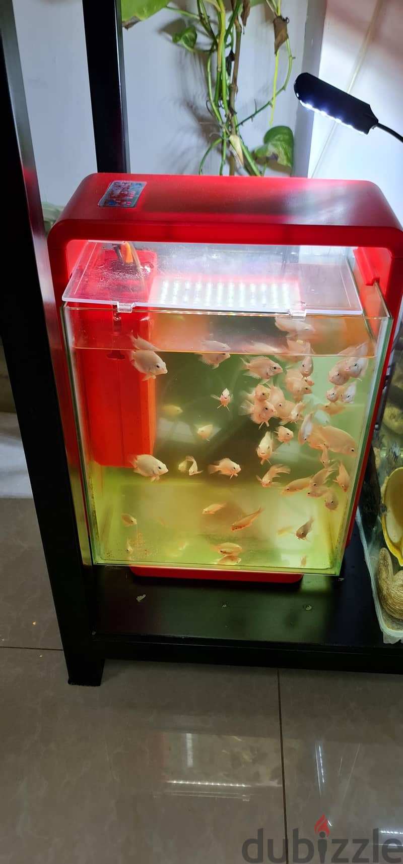 aquarium 4