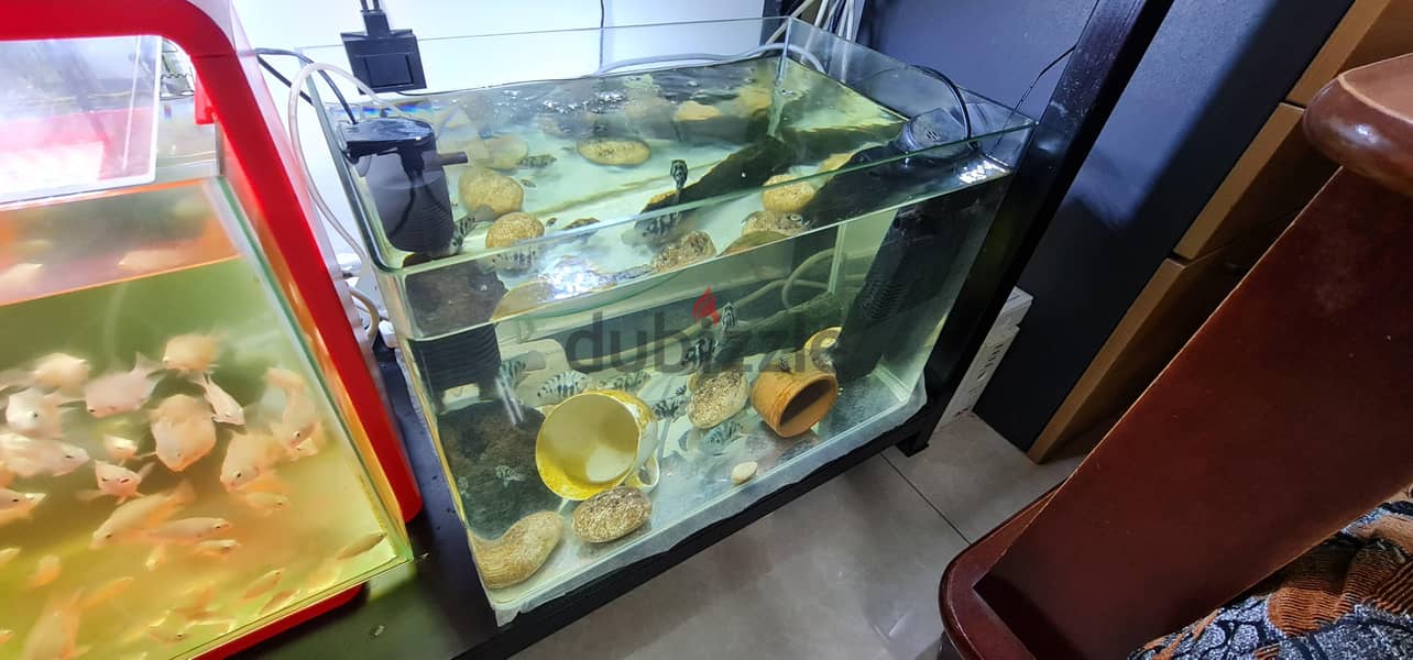 aquarium 5