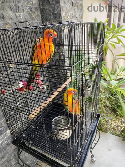 i have Sun Conure one pair