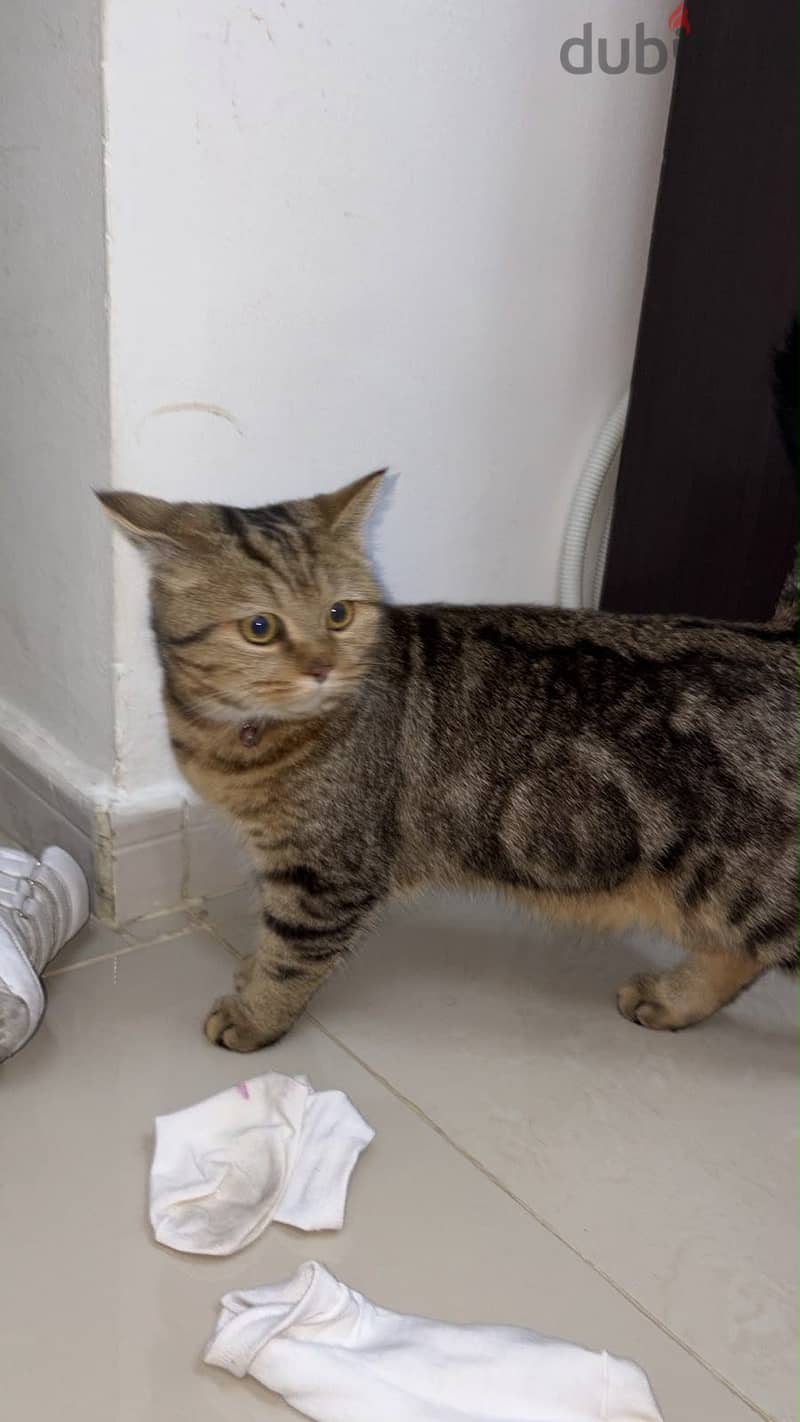Bengal and shorthair mix 1
