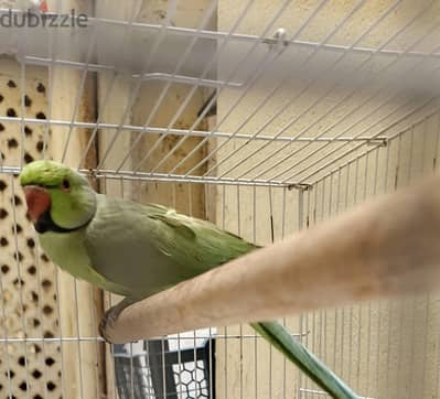 Indian Ring neck male parrot for sale