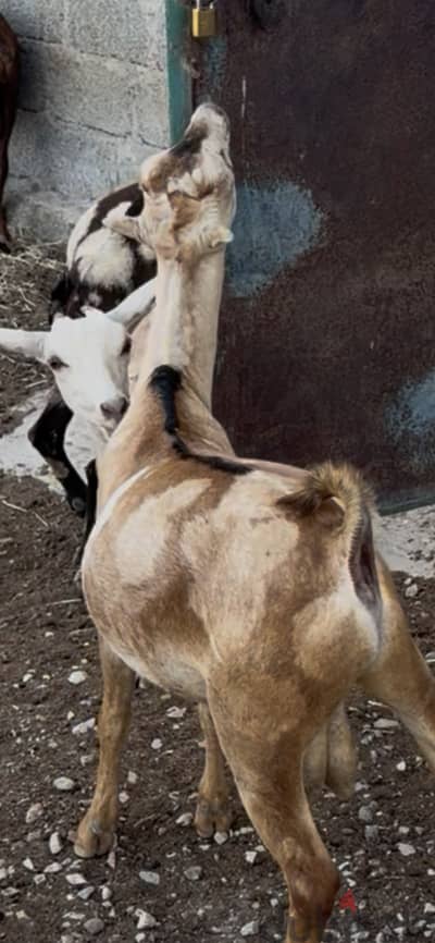 تيس للتربيه