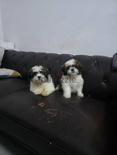 shih tzu