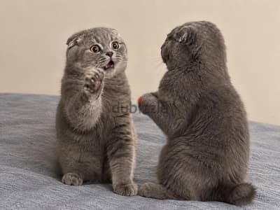 Cats for Mating
