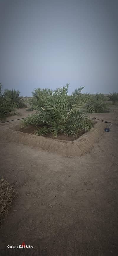 ولاية عبري منطقة الجفره