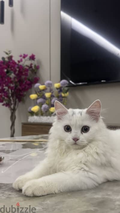 Turkish cat Female for sale 7 months