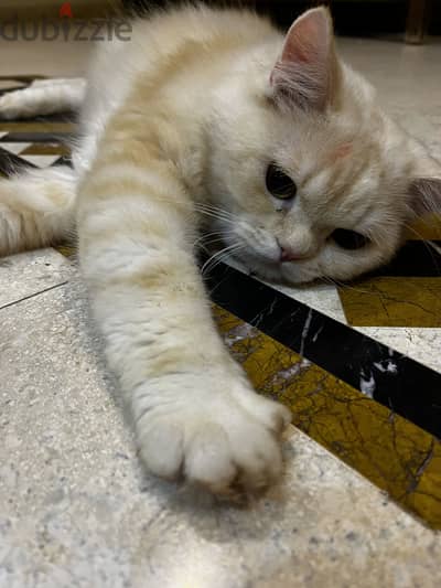 Persion cat
