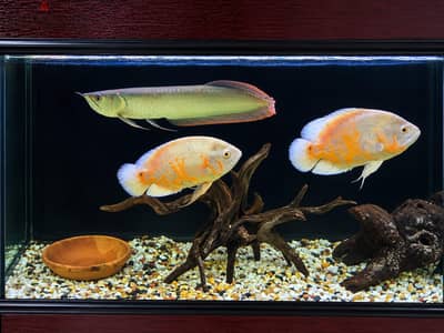 Oscar + Arowana