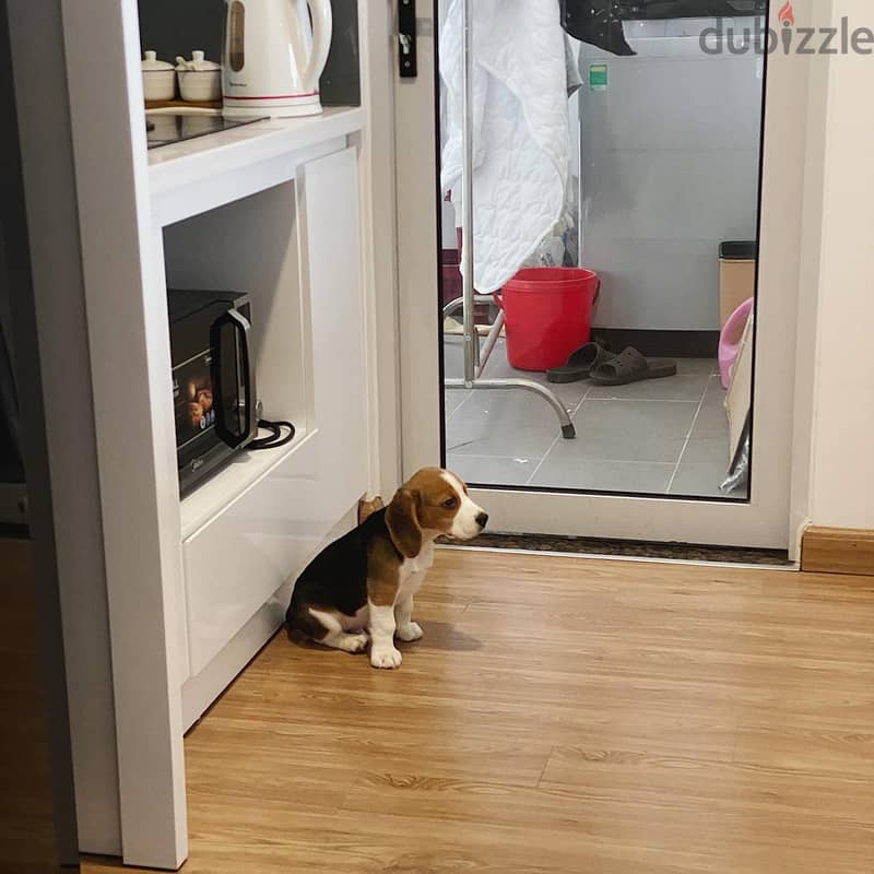 Beagle  puppy 1