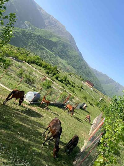 Ali Yazdani