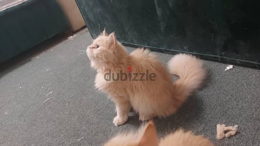 Cats for Free Adoption