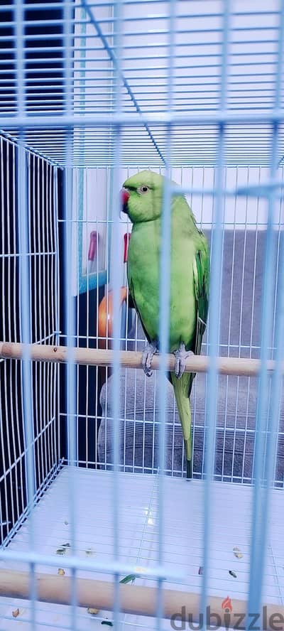Parrott for Sale