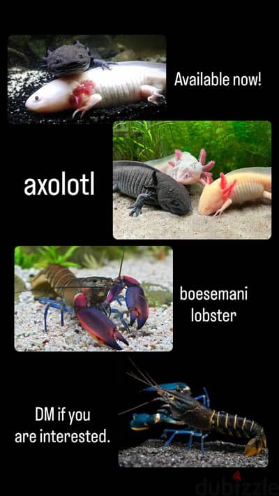 Axtoltl and boesemani lobster