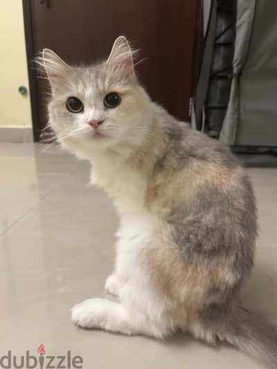 For adoption
