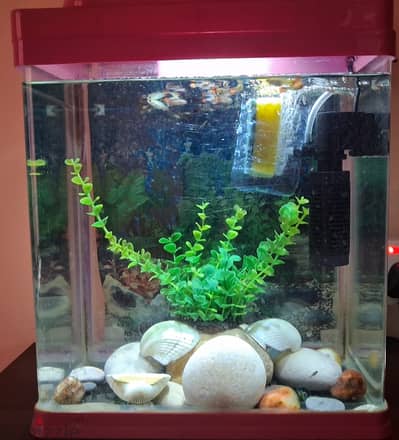 Complete Fish Tank Setup with Guppies & Accessories – OMR 60 (Negotiable)