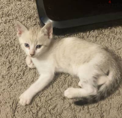 بيع ثلاث قطط بسعر رمزي 5/ريال على الواحد  three cats for sale 5 omr