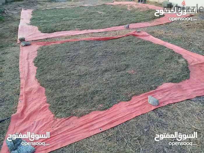بذر قت عماني ١٠٠٪ 1