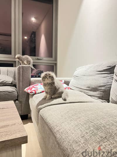 Scottish Fold 2 Months Kittens