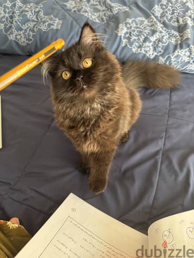 Female kitten for sale!