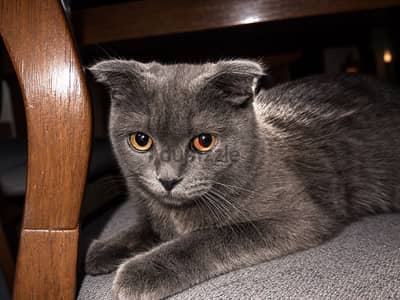 Scottish Fold Dark Grey