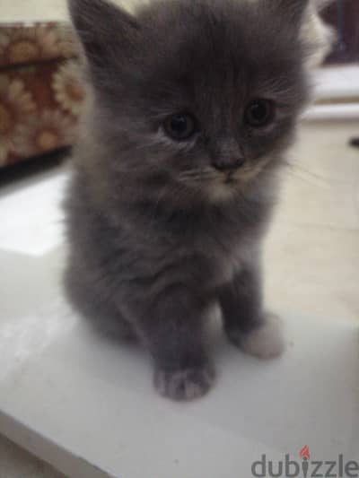 baby cat parsion British Longhair
