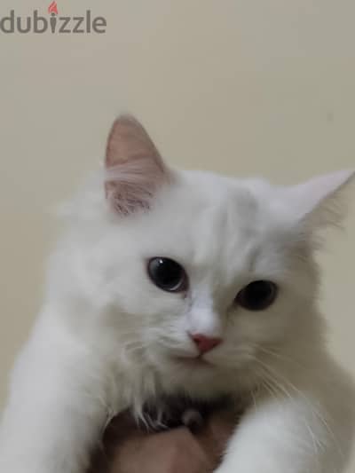 3 Kittens for adoption