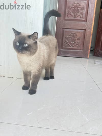 Siyami cat