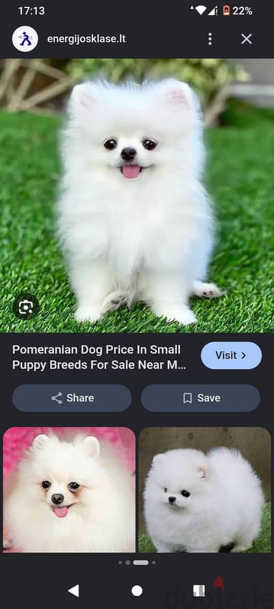 I need a puppy