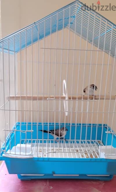 Birds for sale
