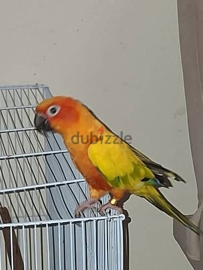 Sun conure- trained