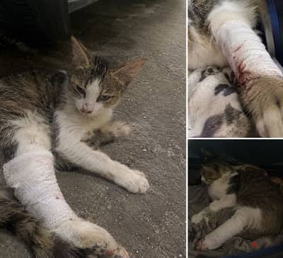 Urgent Help Needed for Lola 