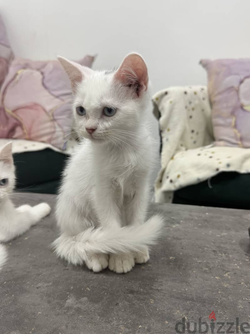 Persian kitten 1