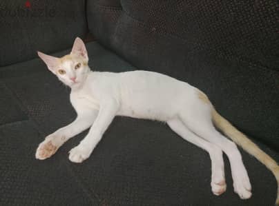 URGENTLY- Mao male cat for adoption