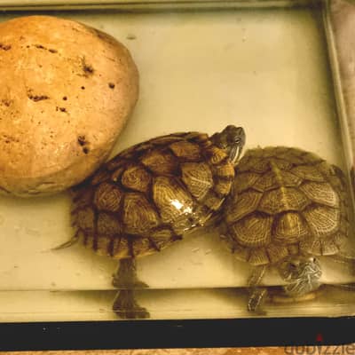 02 FreshWater Turtles