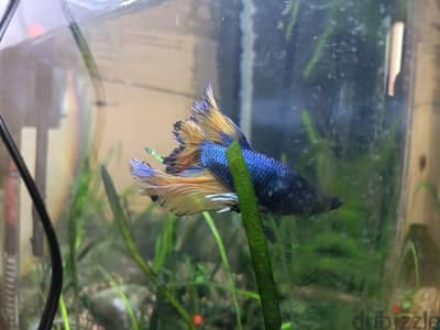yelow blue and black betta fish